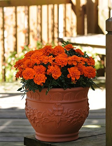 Rare French Marigold 'Solar Red' F Hybrid Imported Seeds