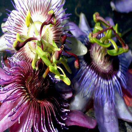 Passiflora Mixed Flower