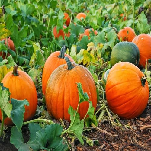 Orange Pumpkin - Heirloom, Non - Gmo Seeds