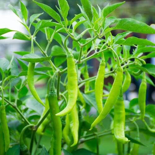 Green Chilli Pepper