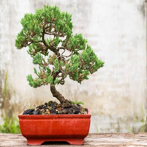 Green Bonsai - Heirloom, Non - Gmo Seeds