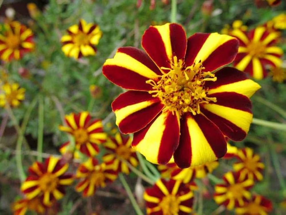 French Marigold Court Jester Seeds – Patio or Beds – Dharaseeds