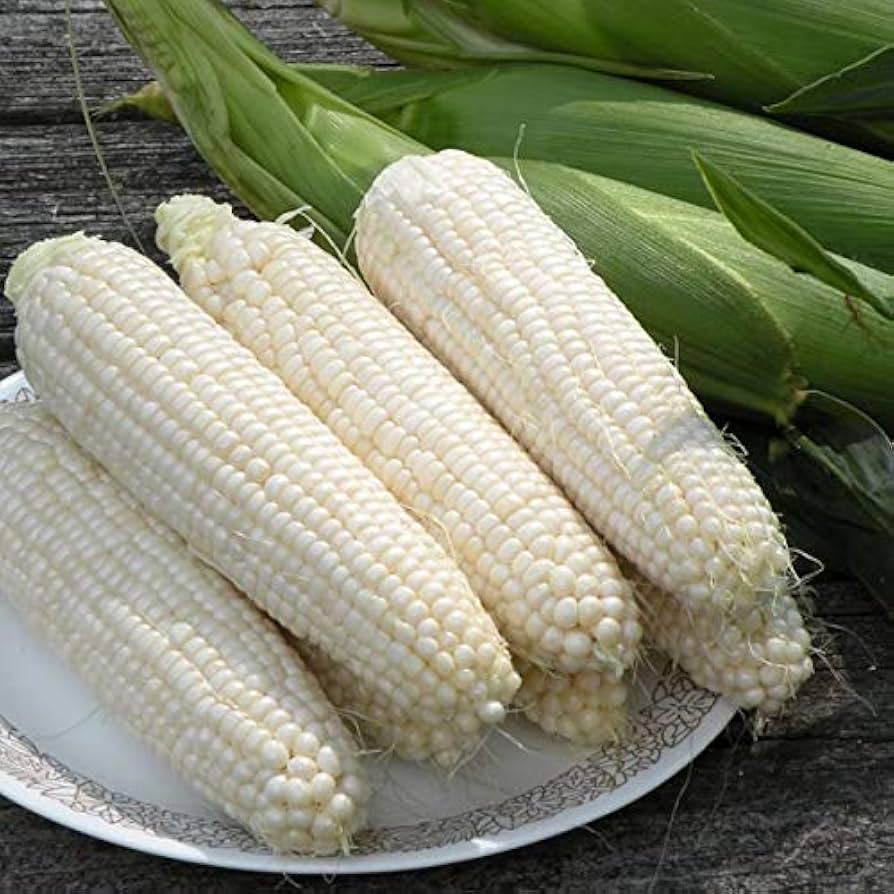 Silver Queen Corn Seeds Heirloom Non-GMO High Germination Organic Garden Seeds