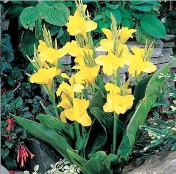 Yellow Pretoria Flower Heirloom Non Gmo Image