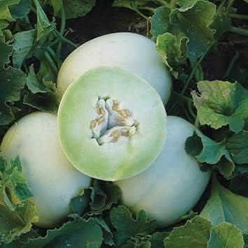 Honeydew melon Cucumis melo seeds for healthy summer garden