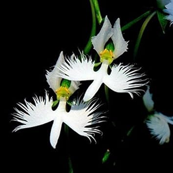 White Radiata Flower Heirloom Non Gmo Image