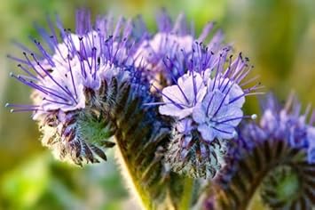 Purple Phacelia Flower Seeds for Planting 100 pcs for planting in your garden.