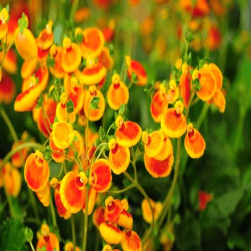 Giant Calceolaria Flower Yellow Orange