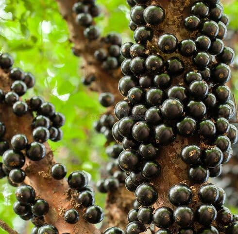 Black Jabuticaba Fruit - Heirloom, Non - Gmo Seeds