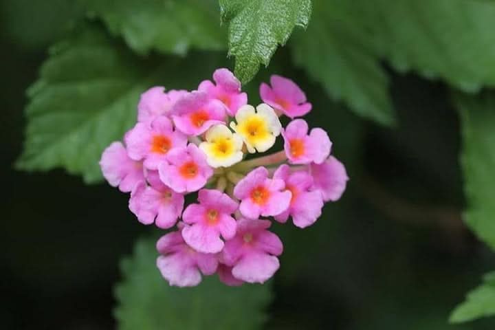 Feston Rose Lantana Mixed Flower Seeds for Planting