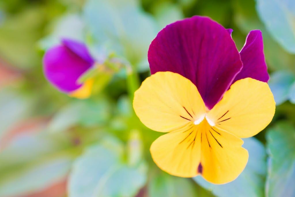 Pansy Viola tricolor Seeds for Planting in Flower Bed and Home Garden