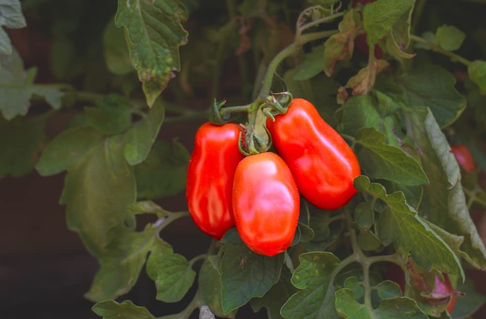 Tomato Solanum lycopersicum Spanish vegetable seeds for planting in kitchen garden or grow bags