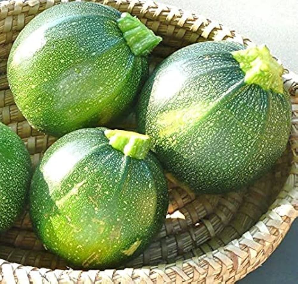 Zucchini Cucurbita pepo Tonda di Toscana vegetable seeds for planting in kitchen garden or backyard beds