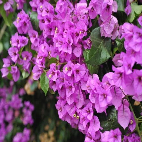 Purple Bougainvillea Flower - Heirloom, Non - Gmo Seeds