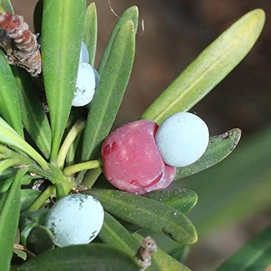 Heirloom Non-GMO Podocarpus Macrophyllus Plant Seeds for Planting for planting in home garden