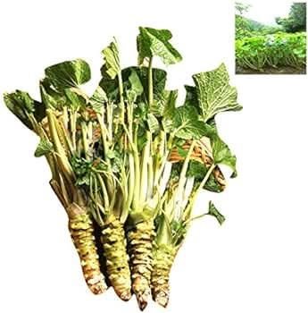 Green Horseradish Seeds for Planting
