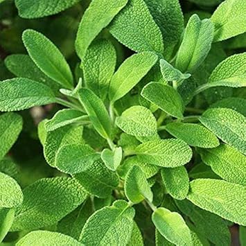 Sage Heirloom Non Gmo Image