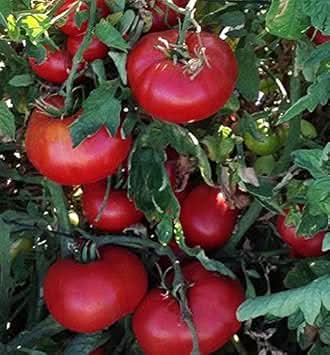 Tomato Vegetable Seeds for Planting – Red Variety