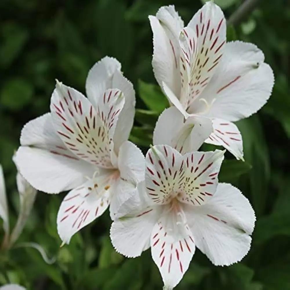 White Alstroemeria Seeds - Heirloom Non-GMO Planting Flower Seeds for planting in home garden