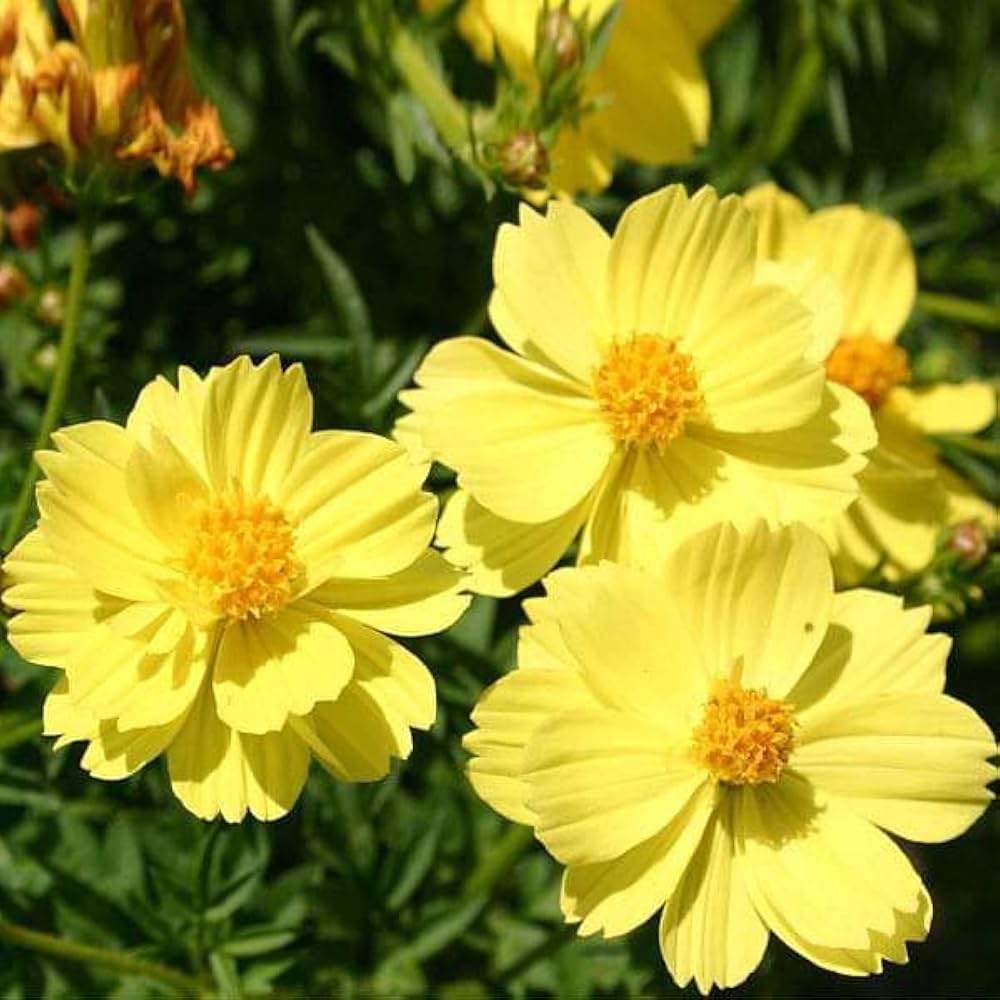 Cosmos Yellow Sunshine Seeds Sulphur Cosmos Tall Variety Seeds