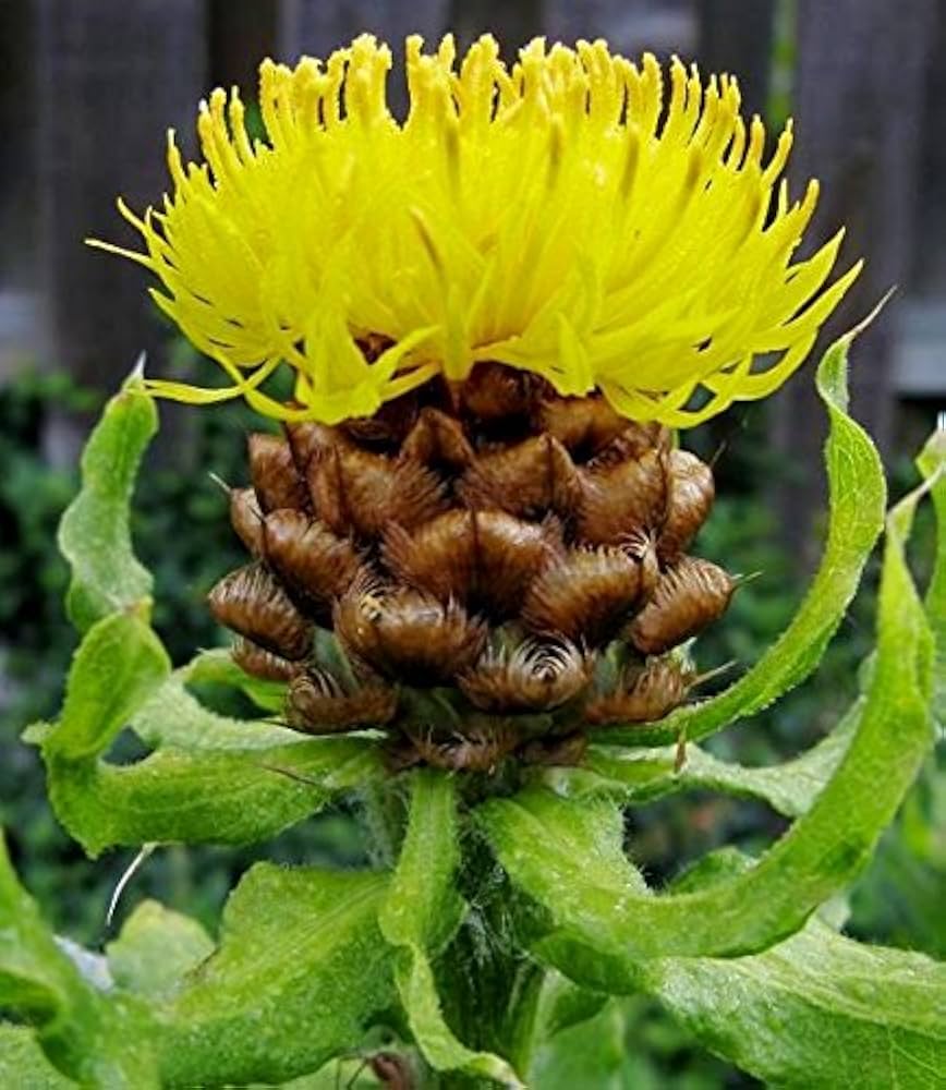 Armenian Basket Flower Seeds for Planting - Beautiful Blooms for Flower Bed & Urban Garden