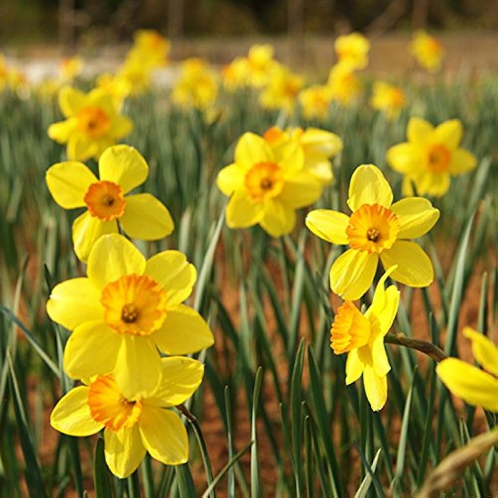 Daffodil Seeds for Planting Narcissus pseudonarcissus Home Garden Borders