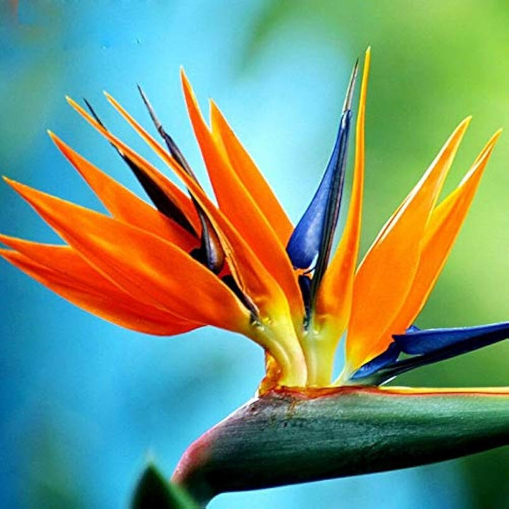 Heirloom Non-GMO Strelitzia Reginae Plant Seeds for Exotic Bird of Paradise Garden Planting