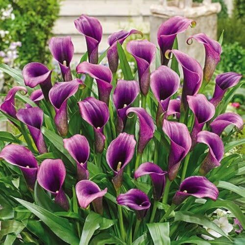Purple Calla Lilies Flower - Heirloom, Non - Gmo Seeds