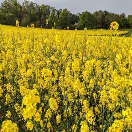 Yellow Rapeseed Flower - Heirloom, Non - Gmo Seeds
