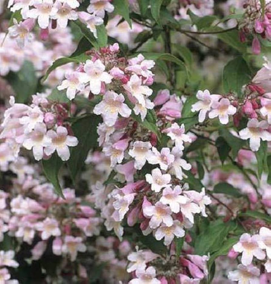 Beauty Bush Kolkwitzia Amabilis Flowering Shrub Seeds for Planting – Suitable for Ornamental Borders and Spring Blooms
