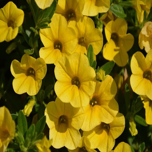 Yellow Calibrachoa Flower - Heirloom, Non - Gmo Seeds