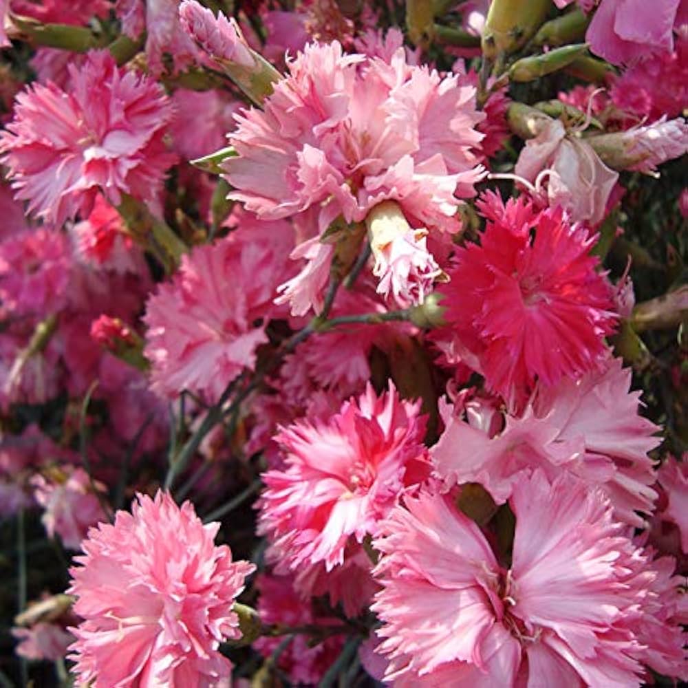 Carnation Dianthus Caryophyllus Rosa Flower Seeds for Planting