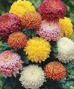 Chrysanthemum Flower Seeds for Garden Planting - NON GMO Seeds for planting in home garden