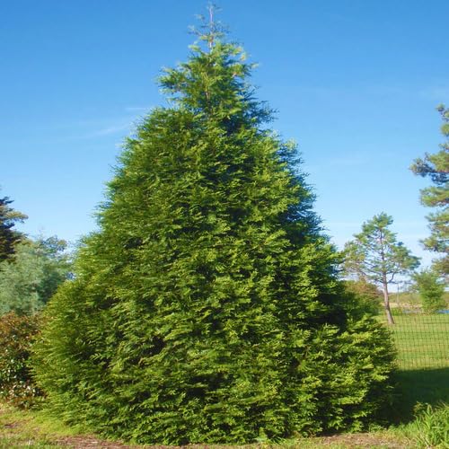 Green Thuja Plicata Tree - Heirloom, Non - Gmo Seeds