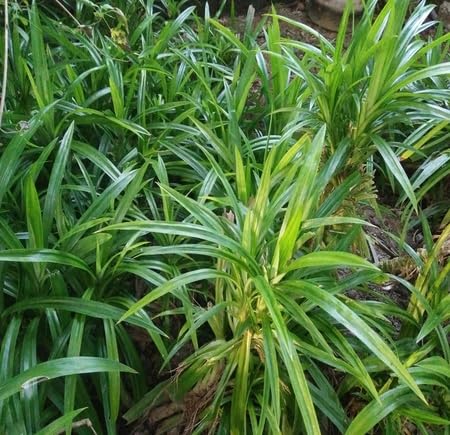 Green Pandan - Heirloom, Non - Gmo Seeds