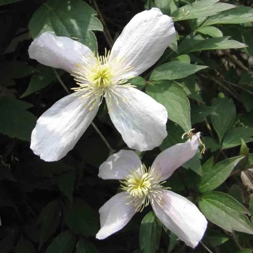 Clematis Flower Seeds White for Planting - NON GMO Seeds Dhara Seeds