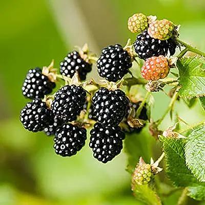 Dewberry/Blackberry Planting Seeds - Non-GMO, Heirloom Dhara Seeds
