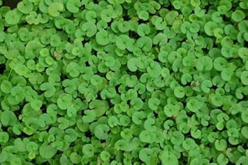 Heirloom Non-GMO Pink Dichondra Repens Plant Seeds – Ornamental Ground Cover for Garden Planting