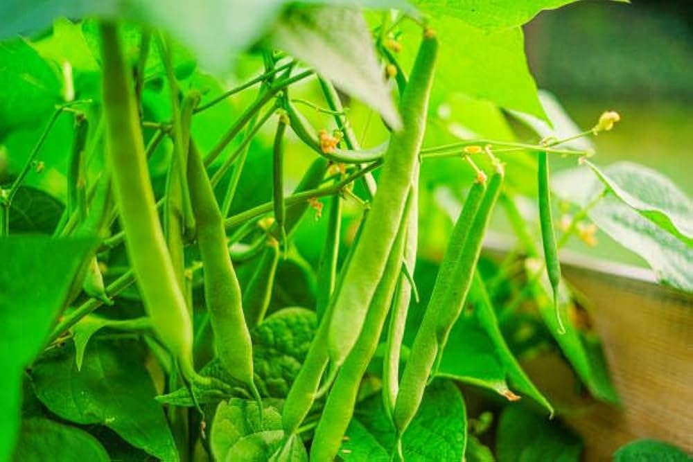 Blue Lake Green Bean Phaseolus vulgaris Seeds for Planting in Home Garden