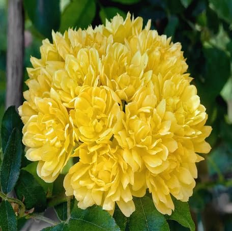 Yellow Rosa Banksiae Flower - Heirloom, Non - Gmo Seeds