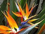 of (of scientific name) for planting in garden