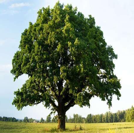 Green Oak Tree