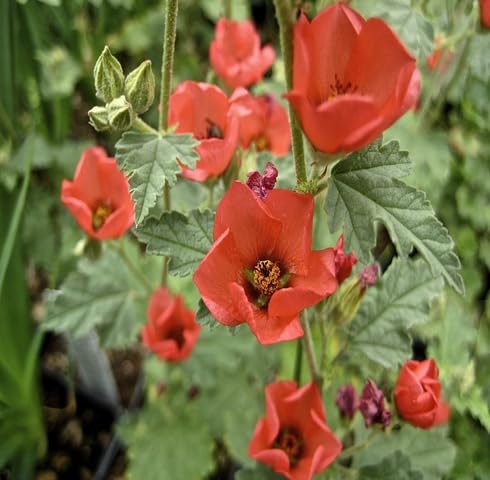 Orange Sphaeralcea Flower - Heirloom, Non - Gmo Seeds