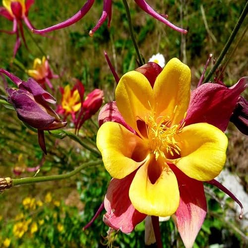 Aquilegia Flower Red Yellow