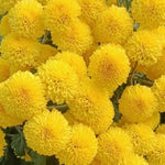 Chrysanthemum perennial flower seeds for flower bed and home garden