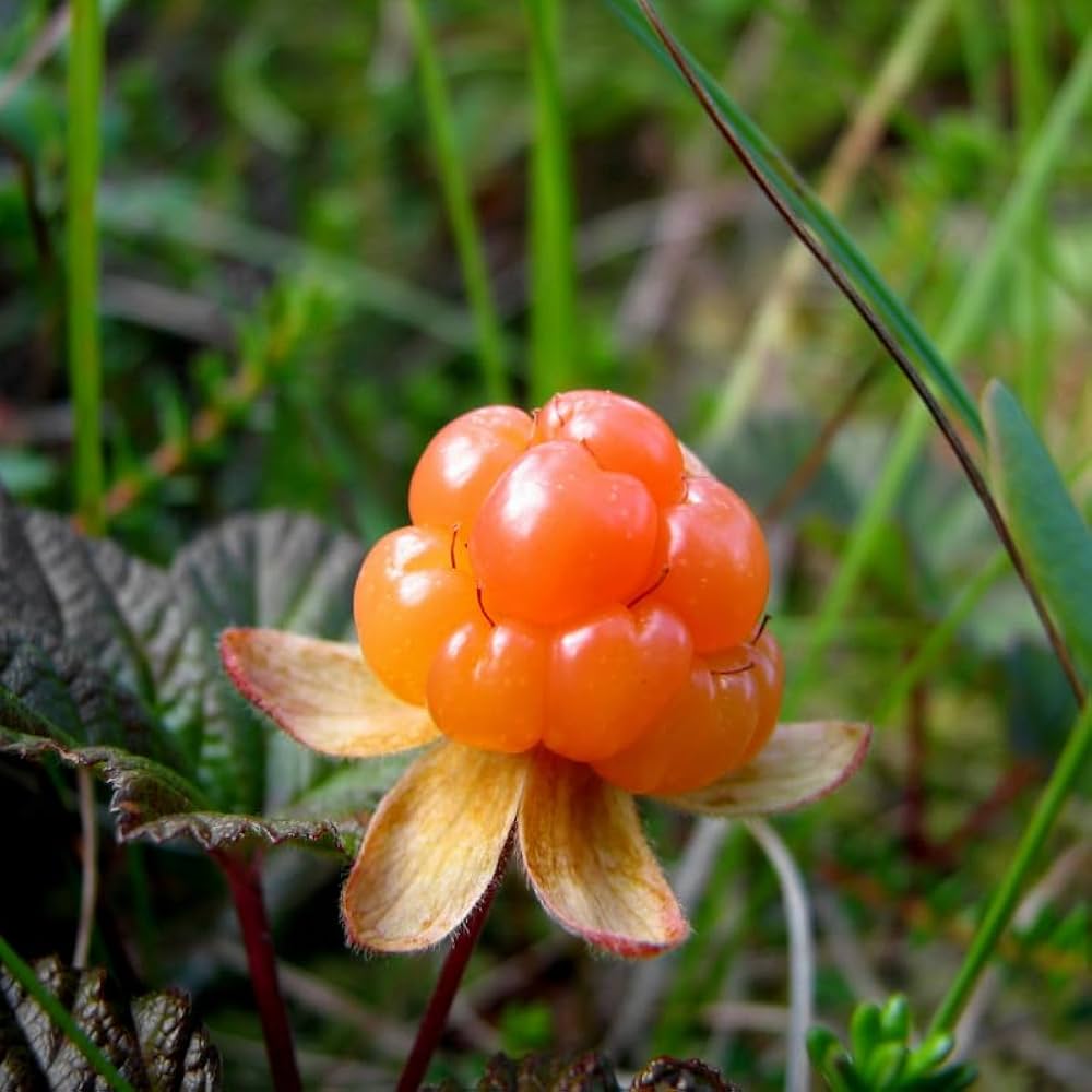 Orange Cloudberry Fruit Seeds for Planting - Rare & Sweet Berries in Your Garden, Heirloom Seeds