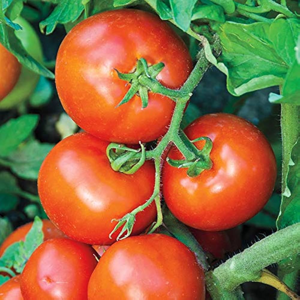 Giant Tomato Seeds (Red) – Fresh Vegetable Seeds for Planting Heirloom Variety