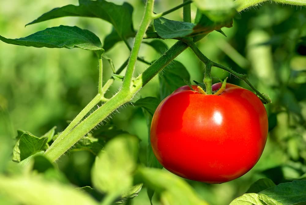 New Yorker Tomato – Solanum lycopersicum – for planting in home garden