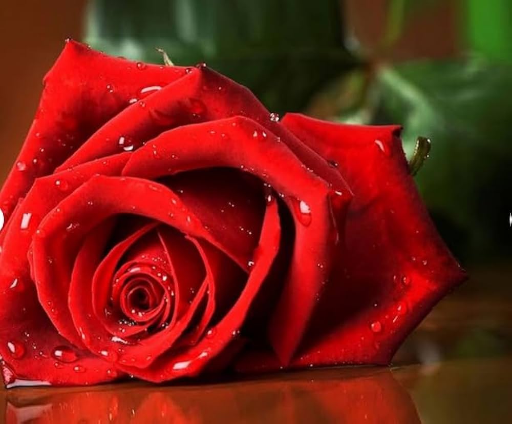 Burgundy rose tree – Rosa spp. – red flowering tree seed