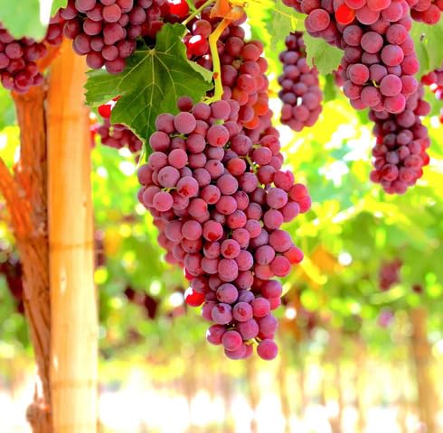 Red Grapes Fruit